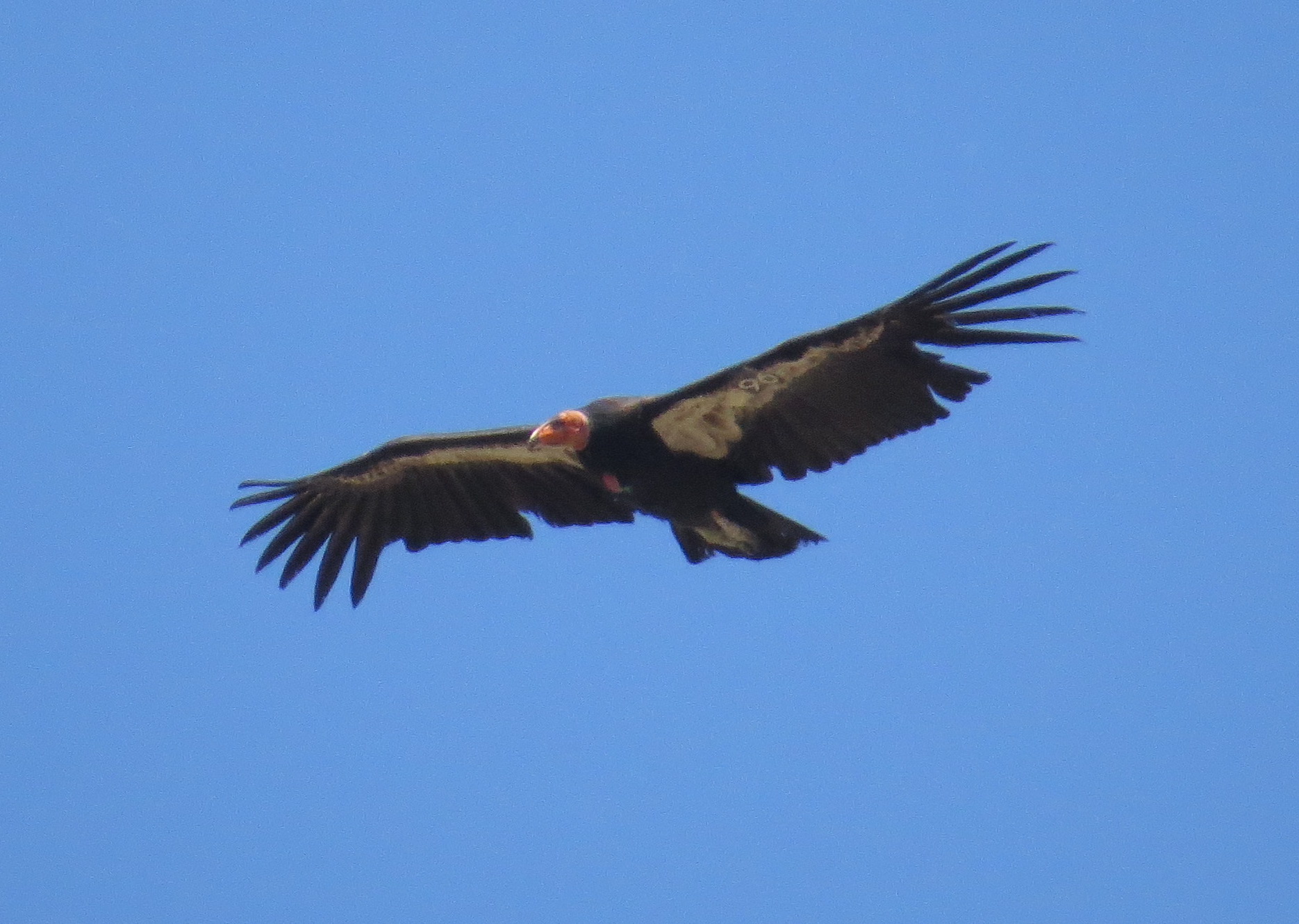 Wildlife Society Bulletin: California Condor Poisoned by Lead, Not Copper, When Both are Ingested